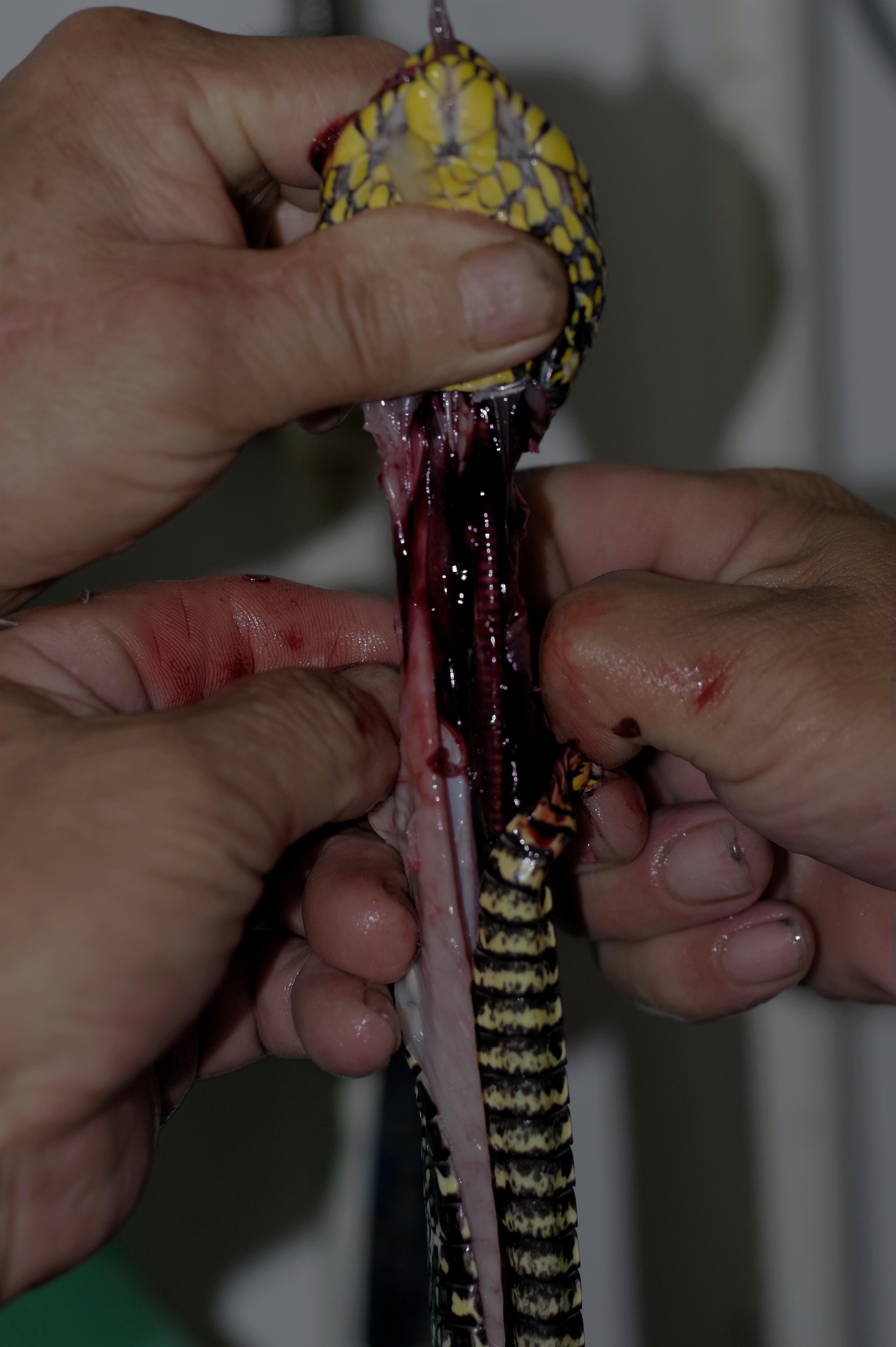sh